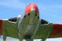 de Havilland Vampire DH100 FB9 SAAF-242 09
