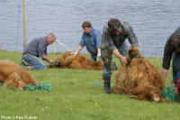 Preparing cattle for hoisting at Koltur.