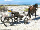 horse_buggy_strandfontein_02_dvdb08.JPG