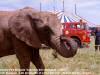 Watering the elephants - Orkney Fire Brigade [1999] - from the book 'Life and Death of a Fire Service' - Author Daniel Joubert