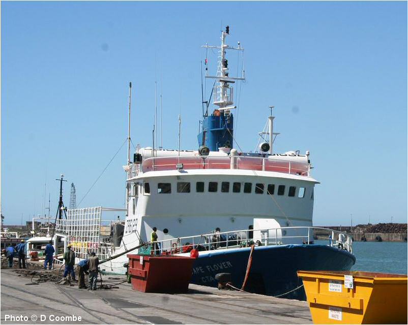 Cape Flower