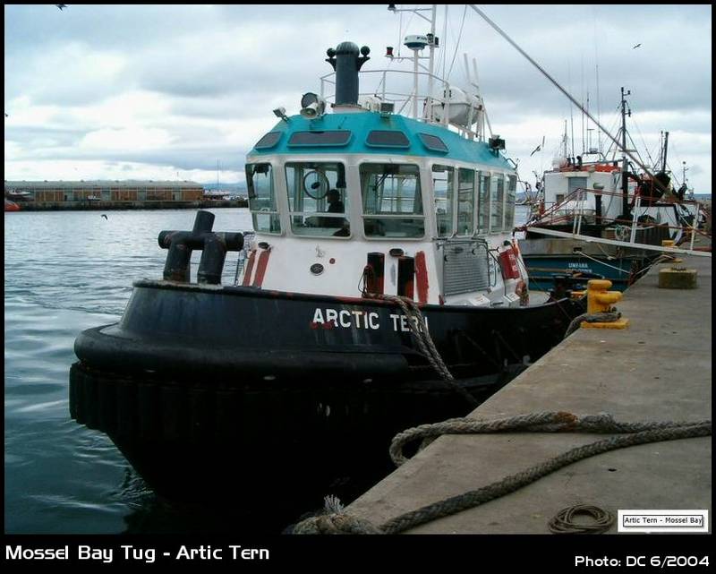 Artic Tern