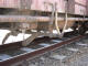 7/csj-1_61014613_bellville_42_ck04.JPG